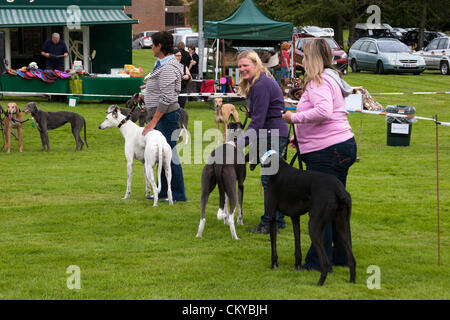 2. September 2012. Northants Greyhound Rescue Gala Day. Im Holiday Inn. Crick.  Northamptonshire UK. NGR wurde ist eine Wohltätigkeitsorganisation registriert und im Jahr 2000, im Ruhestand, verlassene und unerwünschte Windhunde im Bereich Northamptonshire eine Rettung, Rehabilitation und Notvermittlung Service anzubieten. Stockfoto