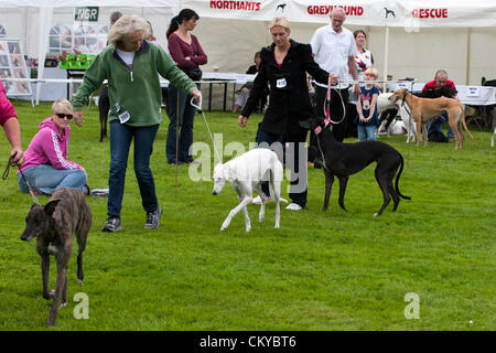 2. September 2012. Northants Greyhound Rescue Gala Day. Im Holiday Inn. Crick.  Northamptonshire UK. NGR wurde ist eine Wohltätigkeitsorganisation registriert und im Jahr 2000, im Ruhestand, verlassene und unerwünschte Windhunde im Bereich Northamptonshire eine Rettung, Rehabilitation und Notvermittlung Service anzubieten. Stockfoto