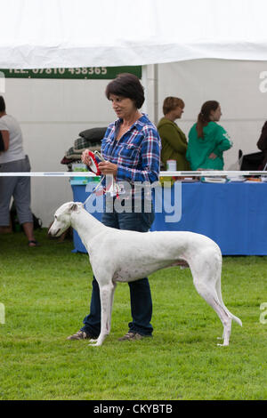 2. September 2012. Northants Greyhound Rescue Gala Day. Im Holiday Inn. Crick.  Northamptonshire UK. keine 415 Best In Show. Applejack im Besitz von Ann Raymond. NGR wurde ist eine Wohltätigkeitsorganisation registriert und im Jahr 2000, im Ruhestand, verlassene und unerwünschte Windhunde im Bereich Northamptonshire eine Rettung, Rehabilitation und Notvermittlung Service anzubieten. Stockfoto