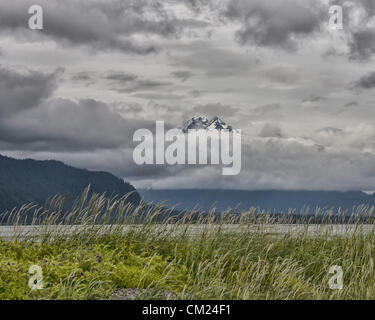 4. Juli 2012 wachsen wilde Gräser - Haines, Alaska, USA - in Hülle und Fülle an den Ufern des Chilkat Inlet in der Nähe von Haines, Alaska. (Kredit-Bild: © Arnold Drapkin/ZUMAPRESS.com) Stockfoto