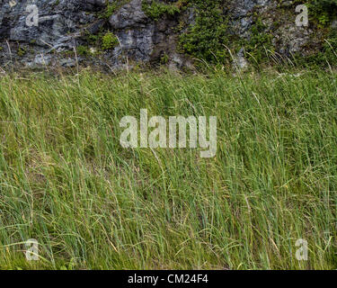 4. Juli 2012 wachsen wilde Gräser - Haines, Alaska, USA - in Hülle und Fülle an den Ufern des Chilkat Inlet in der Nähe von Haines, Alaska. (Kredit-Bild: © Arnold Drapkin/ZUMAPRESS.com) Stockfoto