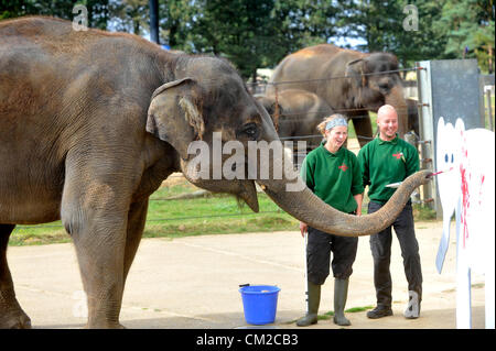 Bedfordshire, UK. 19. September 2012. Elefant Künstler holt einen Pinsel für Elefanten Wertschätzung Wochenende ZSL Whipsnade Zoo Dickhäuter, die Picasso bereitet einen Pinsel abholen und zeigen Sie ihre künstlerischen Talente vor Elefanten Wertschätzung Wochenende, Elephantasia.    Vierzehn Jahre alten asiatische Elefanten Karishma nutzt ihrem Rüssel um hölzerne Elefanten mit bunten Farbtupfern Farbe im Vorfeld bis zum Wochenende – die Beschaffung von lebenswichtigen Mitteln für den Zoo weltweit Elefant Erhaltung und Forschung Projekte schmücken.    Elefant-Keeper Elizabeth Becker sagte: "Karishma R Stockfoto