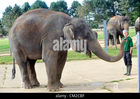 Bedfordshire, UK. 19. September 2012. Elefant Künstler holt einen Pinsel für Elefanten Wertschätzung Wochenende ZSL Whipsnade Zoo Dickhäuter, die Picasso bereitet einen Pinsel abholen und zeigen Sie ihre künstlerischen Talente vor Elefanten Wertschätzung Wochenende, Elephantasia.    Vierzehn Jahre alten asiatische Elefanten Karishma nutzt ihrem Rüssel um hölzerne Elefanten mit bunten Farbtupfern Farbe im Vorfeld bis zum Wochenende – die Beschaffung von lebenswichtigen Mitteln für den Zoo weltweit Elefant Erhaltung und Forschung Projekte schmücken.    Elefant-Keeper Elizabeth Becker sagte: "Karishma R Stockfoto