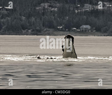 5. Juli 2012 - Borough Of Juneau, Alaska, US - Flipper eines Buckelwal (Impressionen Novaeangliae), bricht eine geschützte Tierart, die Oberfläche des Wassers zwischen Auke Bay und Stephens Passage, Alaska. (Kredit-Bild: © Arnold Drapkin/ZUMAPRESS.com) Stockfoto