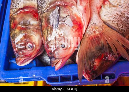 26. September 2012 - Bangkok, Thailand - frischer Fisch zum Verkauf in Khlong Toey Markt in Bangkok. Khlong Toey (auch genannt Khlong Toei) Markt ist einer der größten '' nass Märkte '' in Thailand. Der Markt befindet sich mitten in einem von Bangkoks größten Slum-Gebieten und in der Nähe von ursprünglichen Tiefwasser-Hafen der Stadt. Tausende von Menschen leben in der benachbarten Slum-Gegend. Tausende Einkaufen mehr in den weitläufigen Markt für frisches Obst und Gemüse sowie Fleisch, Fisch und Geflügel. (Bild Kredit: Jack Kurtz/ZUMAPRESS.com ©) Stockfoto