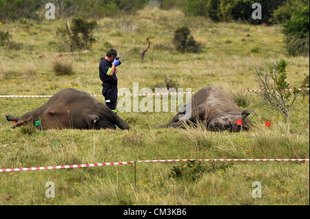 EASTERN CAPE, Südafrika 26. September 2012. Forensische Experten untersuchen die Szene, wo vier dehorned Rhino Kadaver am 26. September 2012 in Lalibela Game Reserve in der Nähe von Grahamstown in Eastern Cape, Südafrika gefunden wurden. Ermittler vermuten, dass das Nashorn Trinkwasser verseucht worden sind, könnten als die Kadaver keine Schusswunden hatte. Dies bringt die Zahl der Nashörner getötet in dem Land in diesem Jahr mehr als 400. (Foto von Gallo Images / Foto24 / Werner Hügel) Stockfoto