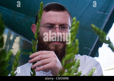 Ein religiöser Mann prüft sorgfältig Haddas, Äste mit Blättern aus der Myrte und eines der "vier Arten", vor dem Kauf auf dem vier Arten in der Nähe von Bait-Vagan. Jerusalem, Israel. 27. September 2012.  Mit Jom Kippur über beginnen die Vorbereitungen sofort für Sukkot, das Laubhüttenfest. Religiöse Juden kontrollieren und kaufen die "vier Arten", wie befohlen in Leviticus 23:40. Jede leichte Unvollkommenheit wird die Frucht ungültig. Stockfoto