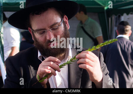 Ein religiöser Mann prüft sorgfältig Haddas, Äste mit Blättern aus der Myrte und eines der "vier Arten", vor dem Kauf auf dem vier Arten in der Nähe von Bait-Vagan. Jerusalem, Israel. 27. September 2012.  Mit Jom Kippur über beginnen die Vorbereitungen sofort für Sukkot, das Laubhüttenfest. Religiöse Juden kontrollieren und kaufen die "vier Arten", wie befohlen in Leviticus 23:40. Jede leichte Unvollkommenheit wird die Frucht ungültig. Stockfoto