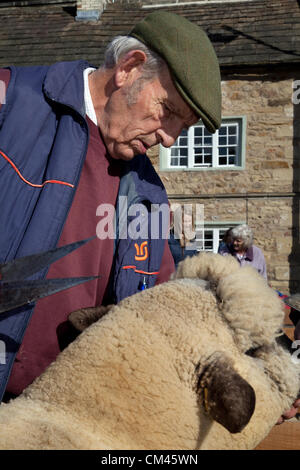 Schneiden ein "Oxford Down" vor der Vorführung in der jährlichen Beurteilung der Schafe und Messe, ein Charity-Event am 29. & 30. September 2012 in Masham Marktplatz in der Nähe von Ripon in North Yorkshire Dales, UK statt. Stockfoto