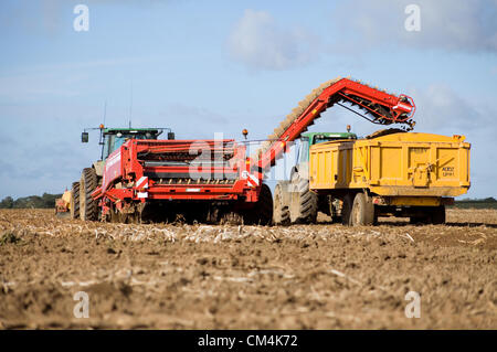 Kartoffelernte in Norfolk, Großbritannien. Stockfoto