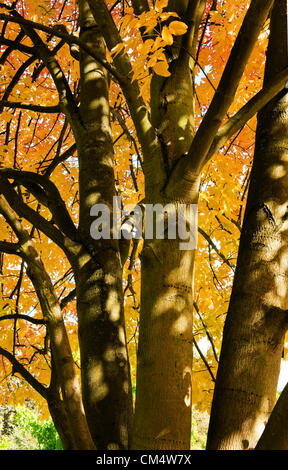 Donnerstag, 4. Oktober 2012 - die Royal Botanic Gardens, Kew, Surrey, England, UK. Farben des Herbstes beginnen, sich in ihrer ganzen Pracht zu offenbaren. Nach einem sehr nassen Sommer rechnet der Forestry Commission einen herrlichen Herbst Farbe in Großbritannien. Stockfoto