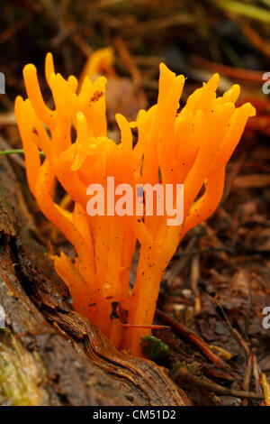 Gelbe Stagshorn Pilz (Calocera Viscosa).  wächst auf verfallenden Baumstamm im Peak District Wald, Derbyshire Stockfoto