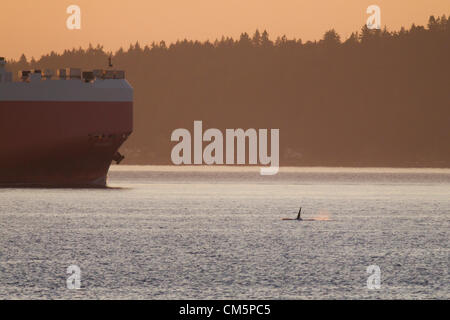 Seattle, Washington, USA. 10. Oktober 2012. Schiff Wallenius Wilhelmsen, northbound im Puget Sound überholen southbound Orca, Seattle, Washington. Orca Wale von Hülsen, j, k und l aus gesichtet West Seattle, 10. Oktober 2012. Stockfoto