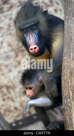 Eine Baby jungen Mandrill (Mandrillus Sphinx) ist im Zoo Usti Nad Labem, Tschechische Republik, auf Donnerstag, 11. Oktober 2012 zu sehen. Stockfoto