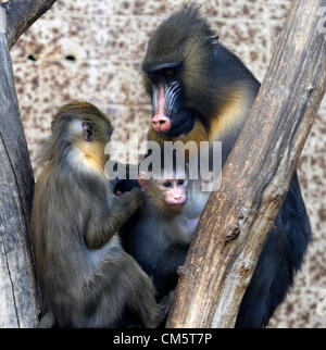 Eine Baby jungen Mandrill (Mandrillus Sphinx) ist im Zoo Usti Nad Labem, Tschechische Republik, auf Donnerstag, 11. Oktober 2012 zu sehen. Stockfoto