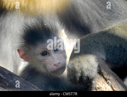 Eine Baby jungen Mandrill (Mandrillus Sphinx) ist im Zoo Usti Nad Labem, Tschechische Republik, auf Donnerstag, 11. Oktober 2012 zu sehen. Stockfoto