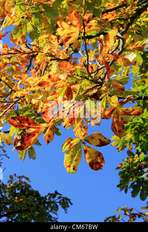 14. Oktober 2012. Bushy Park, SW-London, UK. Leuchtende Herbstfärbung der Blätter der Kastanie auf Chestnut Avenue, Bushy Park. Stockfoto