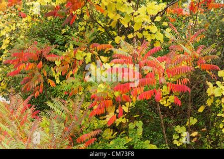 River Forest, Illinois 19, Oktober 2012. Staghorn Sumach dreht Schattierungen von Scarlet in Thatcher Wäldern, ein Cook County Forest Preserve nur elf Meilen westlich von Downtown Chicago. Das Cook County Wald bewahrt wurden gesetzt beiseite so natürlich Land im frühen Teil des zwanzigsten Jahrhunderts. Stockfoto