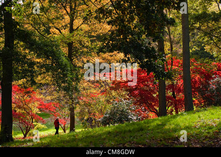 27. Oktober 2012 UK zündeten Arboretum Herbst Farbe.  Leuchtend rot blätterige japanischer Ahorn Bäume in strahlendem Sonnenschein am zündeten, Nr Moreton in Marsh Gloucestershire Leuchten. Stockfoto