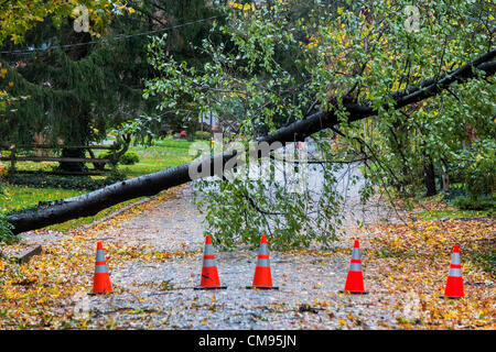 New Jersey, USA. 30. Oktober 2012. Hurrikan Sandy Baum und macht Linie Schaden, Moorestown, New Jersey, USA Stockfoto