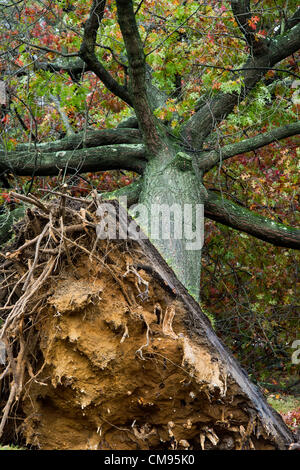 New Jersey, USA. 30. Oktober 2012. Sandigen Baum Hurrikanschäden, Moorestown, New Jersey, USA Stockfoto