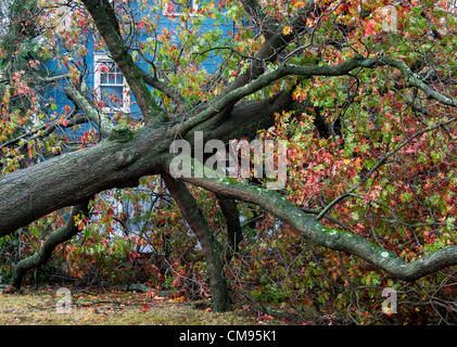 New Jersey, USA. 30. Oktober 2012. Sandigen Baum Hurrikanschäden, Moorestown, New Jersey, USA Stockfoto