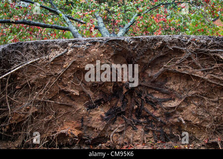 New Jersey, USA. 30. Oktober 2012. Sandigen Baum Hurrikanschäden, Moorestown, New Jersey, USA Stockfoto