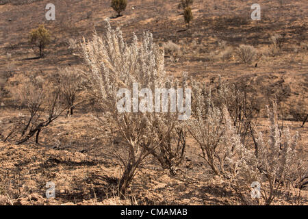 Wildfire und Wald Feuer zerstört 50.000 Hektar Berg- und Kabine Wohngebiete in zentrale Utah. Hohle Holz Feuer. Stockfoto