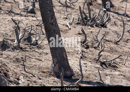 Wildfire und Wald Feuer zerstört 50.000 Hektar Berg- und Kabine Wohngebiete in zentrale Utah. Hohle Holz Feuer. Stockfoto