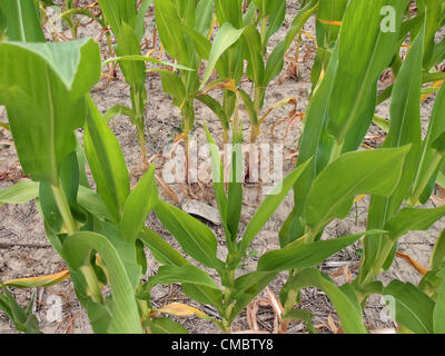 Getrocknet, ist Ausdörrende gesehen, und sterben Maisstroh auf einer Farm in Morgan County, Indiana, auf 7. Juli 2012, ein Ergebnis eines der schlimmsten Dürreperioden, die den mittleren Westen der Vereinigten Staaten erlebt hat. Die 2012-Dürre ist die am weitesten verbreitete, und die Vereinigten Staaten Depar Stockfoto