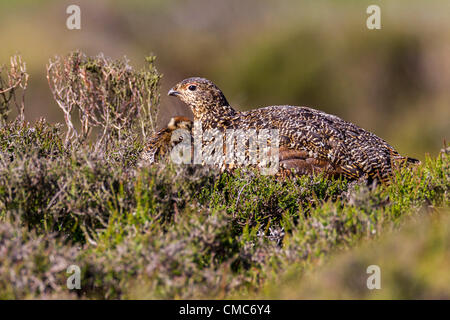 North Yorkshire Moors. Askrigg gemeinsamen Sonntag, 15. Juli 2012. Sehr junge Moorschneehuhn. Lagopus Lagopus Tetronidae). Küken mit seinen Eltern eine Pause in das Wetter, unter die Heide in der frühen Morgensonne. Stockfoto