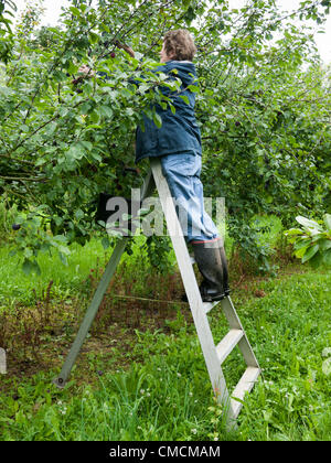 Marion Manning nimmt Pflaumen zwischen Regenschauern an ihrem Bauernhof bei Willingham, Cambridge UK 19. Juli 2012. Die Ernte der frühen Sorte Hermman begann eine Woche später als üblich wegen schlechtem Wetter. Die Pflanzen haben in diesem Jahr von Spätfrösten, Frühjahrstrockenheit und nun Dauerregen betroffen. Stockfoto