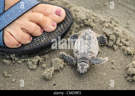 Ein Baby Jungtier Karettschildkröten gerettet aus dem Nest macht es Weg zum Meer 25. Juli 2012 auf der Isle of Palms, South Carolina. Stockfoto