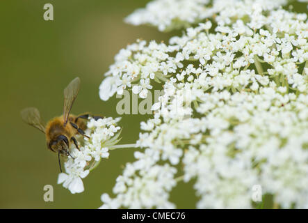 29. Juli 2012 - Roseburg, Oregon, USA - feeds eine Honigbiene auf einer Queen Anne es Lace-Blume in einem Feld nahe Roseburg wachsen. Die Samen der Pflanze, auch bekannt als Wilde Möhre, galten einmal als eine Form der Geburtenkontrolle. Das US-Landwirtschaftsministerium listet Queen Anne es Lace als ein schädliches Unkraut. (Bild Kredit: Robin Loznak/ZUMAPRESS.com ©) Stockfoto