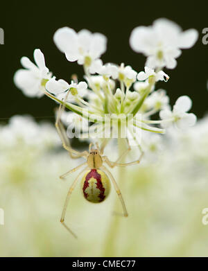 29. Juli 2012 - Roseburg, Oregon, USA - wartet eine räuberische Spinne, ahnungslosen Insekts auf einer Queen Anne es Lace-Blume wächst in einem Feld nahe Roseburg einen Hinterhalt. Die Samen der Pflanze, auch bekannt als Wilde Möhre, galten einmal als eine Form der Geburtenkontrolle. Das US-Landwirtschaftsministerium listet Queen Anne es Lace als ein schädliches Unkraut. (Bild Kredit: Robin Loznak/ZUMAPRESS.com ©) Stockfoto