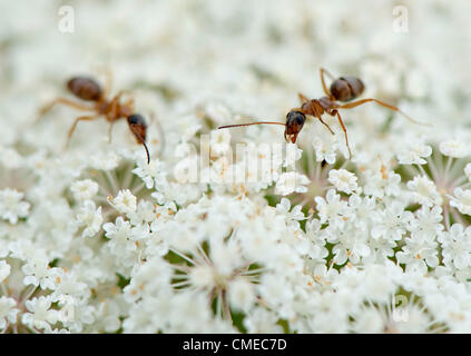 29. Juli 2012 - Roseburg, Oregon, US - erscheinen zwei kleine Ameisen ernähren sich von Pollen auf eine Queen Anne es Lace-Blume in einem Feld nahe Roseburg wachsen. Die Samen der Pflanze, auch bekannt als Wilde Möhre, galten einmal als eine Form der Geburtenkontrolle. Das US-Landwirtschaftsministerium listet Queen Anne es Lace als ein schädliches Unkraut. (Bild Kredit: Robin Loznak/ZUMAPRESS.com ©) Stockfoto