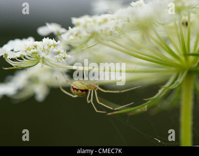 29. Juli 2012 - Roseburg, Oregon, USA - wartet eine räuberische Spinne, ahnungslosen Insekts auf einer Queen Anne es Lace-Blume wächst in einem Feld nahe Roseburg einen Hinterhalt. Die Samen der Pflanze, auch bekannt als Wilde Möhre, galten einmal als eine Form der Geburtenkontrolle. Das US-Landwirtschaftsministerium listet Queen Anne es Lace als ein schädliches Unkraut. (Bild Kredit: Robin Loznak/ZUMAPRESS.com ©) Stockfoto