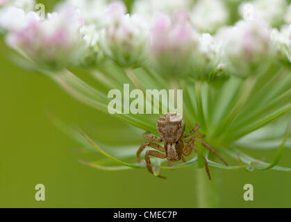 29. Juli 2012 - Roseburg, Oregon, USA - wartet eine räuberische Spinne, ahnungslosen Insekts auf einer Queen Anne es Lace-Blume wächst in einem Feld nahe Roseburg einen Hinterhalt. Die Samen der Pflanze, auch bekannt als Wilde Möhre, galten einmal als eine Form der Geburtenkontrolle. Das US-Landwirtschaftsministerium listet Queen Anne es Lace als ein schädliches Unkraut. (Bild Kredit: Robin Loznak/ZUMAPRESS.com ©) Stockfoto