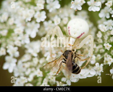 29. Juli 2012 - Roseburg, Oregon, USA - hält eine räuberische Spinne Insekt nach auf einer Queen Anne es Lace-Blume wächst in einem Feld nahe Roseburg Hinterhalte. Die Samen der Pflanze, auch bekannt als Wilde Möhre, galten einmal als eine Form der Geburtenkontrolle. Das US-Landwirtschaftsministerium listet Queen Anne es Lace als ein schädliches Unkraut. (Bild Kredit: Robin Loznak/ZUMAPRESS.com ©) Stockfoto