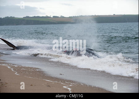 St Austell, Cornwall, UK. 13. August 2012. Ein Finnwal liegt gestrandeter auf Carlyon Bay Beach in der Nähe von St Austell, Cornwall. Der Wal hatte früher in St Austell Bay gesichtet worden. Berichten zufolge sagte Experten, dass das Tier eingeschläfert werden müsste. Stockfoto