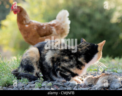 17. August 2012 - Roseburg, Oregon, USA - wie geht ein Huhn in der Nähe, eine weibliche Hauskatze ernährt sich von einem wilden Kaninchen sie gefangen und getötet einem Bauernhof im ländlichen Douglas County in der Nähe von Roseburg. (Bild Kredit: Robin Loznak/ZUMAPRESS.com ©) Stockfoto