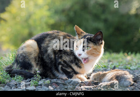 17. August 2012 - Roseburg, Oregon, USA - eine weibliche Hauskatze ernährt sich ein wilden Kaninchen sie gefangen und getötet von einem Bauernhof im ländlichen Douglas County in der Nähe von Roseburg. (Bild Kredit: Robin Loznak/ZUMAPRESS.com ©) Stockfoto