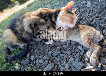 17. August 2012 - Roseburg, Oregon, USA - eine weibliche Hauskatze ernährt sich ein wilden Kaninchen sie gefangen und getötet von einem Bauernhof im ländlichen Douglas County in der Nähe von Roseburg. (Bild Kredit: Robin Loznak/ZUMAPRESS.com ©) Stockfoto