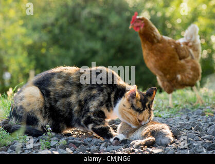 17. August 2012 - Roseburg, Oregon, USA - wie geht ein Huhn in der Nähe, ernährt sich eine weibliche Hauskatze von Wildkaninchen sie gefangen und getötet in einem Bauernhof im ländlichen Douglas County in der Nähe von Roseburg. (Bild Kredit: Robin Loznak/ZUMAPRESS.com ©) Stockfoto