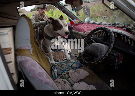 7. August 2012 - Zharay District, Provinz Kandahar, Afghanistan - TEDD Handler SPC. Suchen Sie Alexander Reimer, 4th Brigade Combat Team, 82nd Airborne Division und seinem Hund Howard einen van im Zharay Bezirk. Der 82nd Airborne Division 4th Brigade Combat Team hat eine einzigartige Taktik gegen die zunehmende Bedrohung der improvisierten Sprengsatz in Afghanistan, taktische Sprengstoff-Spürhunde eingesetzt. Die TEDD Teams sind ins Feld geschickt, Fuß Patrouillen zu begleiten, wo sie effektiv bei der Aufdeckung von IED Gefahren sind. Im Gegensatz zu traditionellen militärischen Working Dog-Teams, die in die Armee verwendet hat Stockfoto