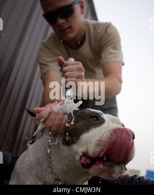 4. August 2012 - Zharay District, Provinz Kandahar, Afghanistan - TEDD Handler SPC. ALEXANDER REIMER, der die 4th Brigade Combat Team, 82nd Airborne Division, taucht seinen Hund Howard bei FOB Pasab. Der 82nd Airborne Division 4th Brigade Combat Team hat eine einzigartige Taktik gegen die zunehmende Bedrohung der improvisierten Sprengsatz in Afghanistan, taktische Sprengstoff-Spürhunde eingesetzt. Die TEDD Teams sind ins Feld geschickt, Fuß Patrouillen zu begleiten, wo sie effektiv bei der Aufdeckung von IED Gefahren sind. Im Gegensatz zu traditionellen militärischen Working Dog-Teams, die die Armee hat in der Vergangenheit, TEDD verwendet Stockfoto