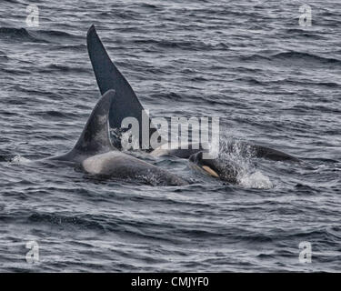 1. Juli 2012 - Alaska, USA - ein junges Kalb der Orca schwimmt zwischen Männchen und Weibchen in Alaskaâ€™ s Kenai Fjords National Park Resurrection Bay. Im Volksmund bekannt als Schwertwale (Orcinus Orca) sind das größte Mitglied der Familie der Delfine und räuberische Meerestiere mit prominenten Rückenflossen. Eine Reife Maleâ€™ s Rückenflosse ist dreieckig und erstreckt sich bis zu sechs Füße aus dem Wasser. Weibchen und Sub-Erwachsene haben kleinere, mehr sichelförmige Rückenflosse. Orcas wurden in der Kenai-Fjords-Region durch die Exxon-Valdez-Ölpest beeinträchtigt. (Kredit-Bild: © Arnold Drapkin/ZUMAPRESS.com) Stockfoto