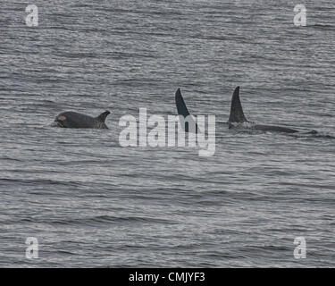 1. Juli 2012 - Alaska, USA - ein junges Kalb der Orca schwimmt zwischen Männchen und Weibchen in Alaskaâ€™ s Kenai Fjords National Park Resurrection Bay. Im Volksmund bekannt als Schwertwale (Orcinus Orca) sind das größte Mitglied der Familie der Delfine und räuberische Meerestiere mit prominenten Rückenflossen. Eine Reife Maleâ€™ s Rückenflosse ist dreieckig und erstreckt sich bis zu sechs Füße aus dem Wasser. Weibchen und Sub-Erwachsene haben kleinere, mehr sichelförmige Rückenflosse. Orcas wurden in der Kenai-Fjords-Region durch die Exxon-Valdez-Ölpest beeinträchtigt. (Kredit-Bild: © Arnold Drapkin/ZUMAPRESS.com) Stockfoto