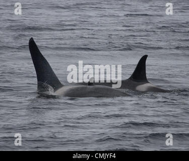 1. Juli 2012 - Alaska, USA - ein junges Kalb der Orca schwimmt zwischen Männchen und Weibchen in Alaskaâ€™ s Kenai Fjords National Park Resurrection Bay. Im Volksmund bekannt als Schwertwale (Orcinus Orca) sind das größte Mitglied der Familie der Delfine und räuberische Meerestiere mit prominenten Rückenflossen. Eine Reife Maleâ€™ s Rückenflosse ist dreieckig und erstreckt sich bis zu sechs Füße aus dem Wasser. Weibchen und Sub-Erwachsene haben kleinere, mehr sichelförmige Rückenflosse. Orcas wurden in der Kenai-Fjords-Region durch die Exxon-Valdez-Ölpest beeinträchtigt. (Kredit-Bild: © Arnold Drapkin/ZUMAPRESS.com) Stockfoto