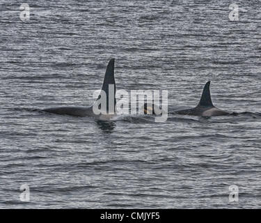 1. Juli 2012 - Alaska, USA - ein junges Kalb der Orca schwimmt zwischen Männchen und Weibchen in Alaskaâ€™ s Kenai Fjords National Park Resurrection Bay. Im Volksmund bekannt als Schwertwale (Orcinus Orca) sind das größte Mitglied der Familie der Delfine und räuberische Meerestiere mit prominenten Rückenflossen. Eine Reife Maleâ€™ s Rückenflosse ist dreieckig und erstreckt sich bis zu sechs Füße aus dem Wasser. Weibchen und Sub-Erwachsene haben kleinere, mehr sichelförmige Rückenflosse. Orcas wurden in der Kenai-Fjords-Region durch die Exxon-Valdez-Ölpest beeinträchtigt. (Kredit-Bild: © Arnold Drapkin/ZUMAPRESS.com) Stockfoto